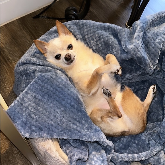 Other - Meet my babies 🐕🐕🐕🥰